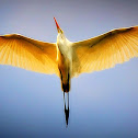 Cattle Egret