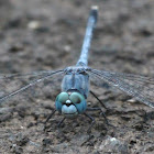 Ground Skimmer