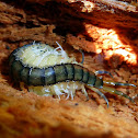 Florida Blue Centipede