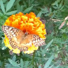 Variegated Fritillary butterfly