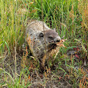 Groundhog