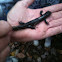 Jefferson salamander