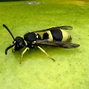 European Tube Wasp