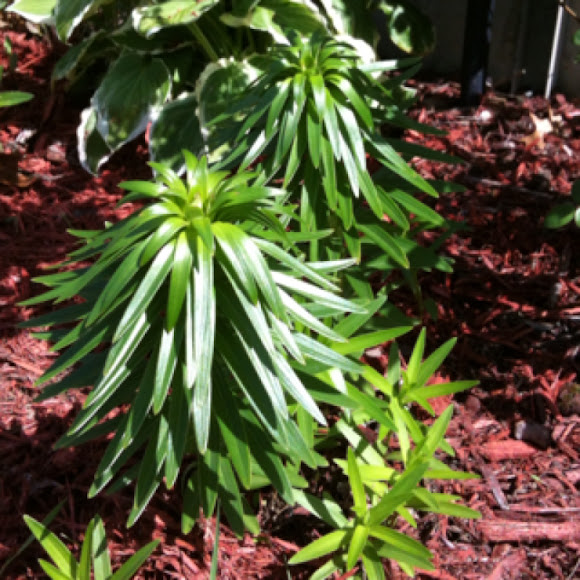 Spotting Image 1