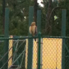 Redtail hawk