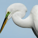 Great Egret