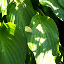 Butterfly on Hosta