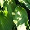 Butterfly on Hosta
