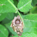 Case Moth Larva Caterpillar