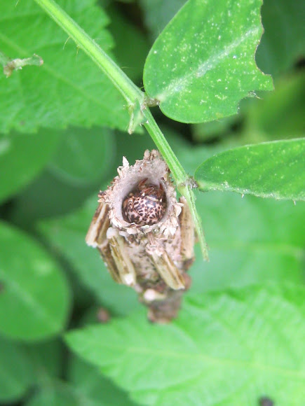 Spotting Image 1