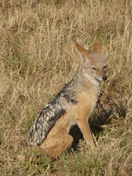 Spotting Image 1