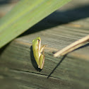 American Green Tree Frog