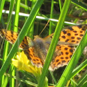 Queen of Spain Fritillary