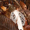 Long net Stinkhorn
