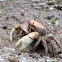 crab