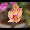 Orchid
