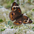 Common Buckeye Butterfly