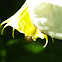 Apis mellifera?