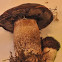 Manzanita bolete