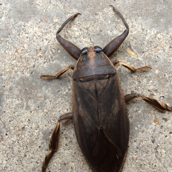 Giant Water Bug, Toebiter Project Noah