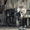 Migratory woodland caribou