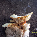 wood clitocybe