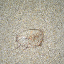 Medusa. Jellyfish