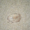 Medusa. Jellyfish