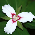 Painted Trillium