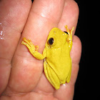 Yellow Treefrog