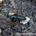 Ground beetle
