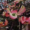 Dogwood (Eastern North America)