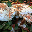 Green-spored Lepiota Mushroom