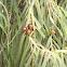 Emu bush fruits