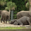 African elephants