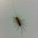 House centipede