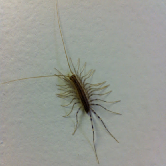 Spotting Image 1