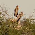 Painted Stork