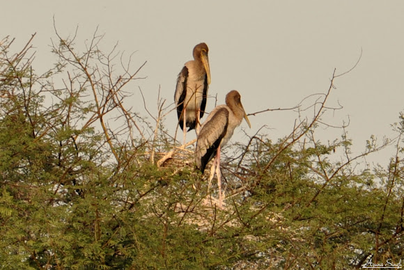 Spotting Image 1