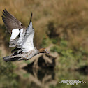 Female Wood Duck