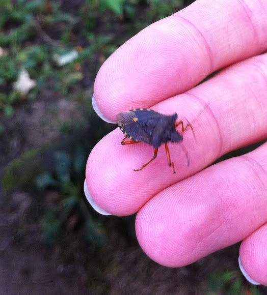 Spotting Image 1
