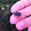 Forest shieldbug