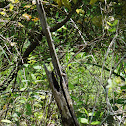Eastern Fence Lizard