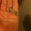 Mediterranean House Gecko
