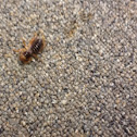 Jerusalem Cricket