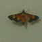 Crambidae Moth