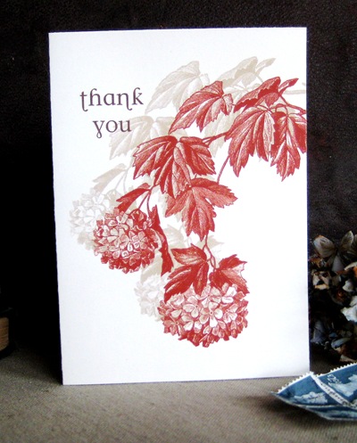 الف مبروك سندرا على اجمل الفية "الالفية الاولى" Red+Hydrangea+Thank+you+card_thumb%5B3%5D