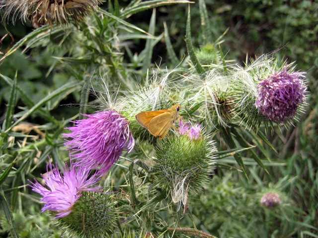 [moth and thistle[3].jpg]
