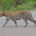 Leopard