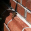 Broad-headed Skink